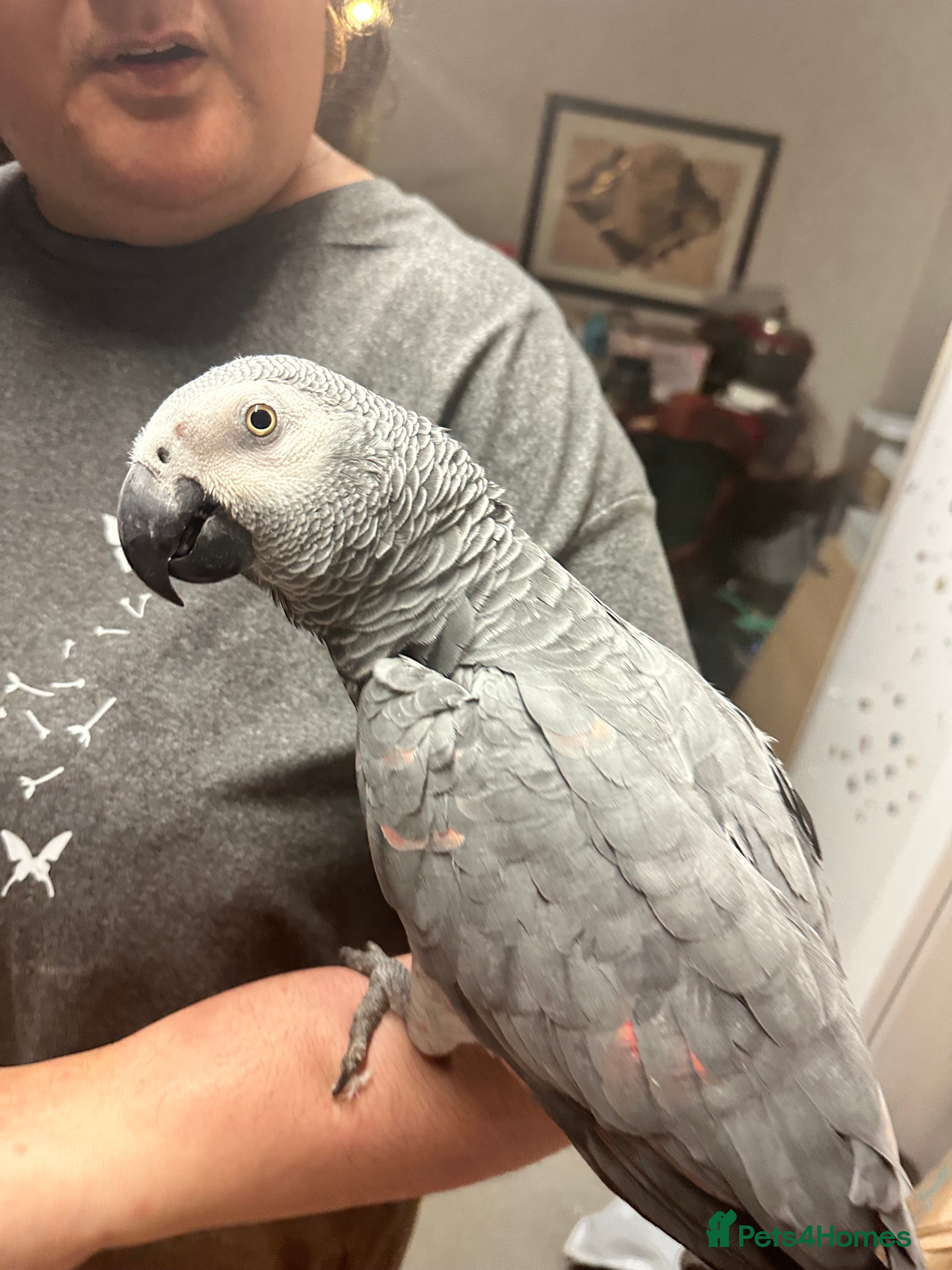 Parrots birds 🦜VERY TAME AFRICAN GREY PARROT  - Advert 5