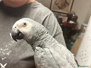 Parrots birds 🦜REDUCED TAME AFRICAN GREY PARROT - Advert 5