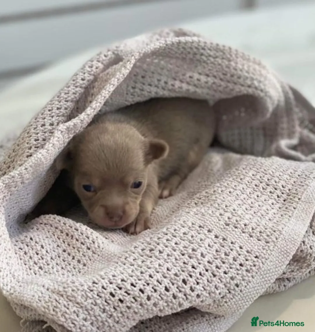 Chihuahua dogs for stud: FREDERICK VON LOVEHUNTER KC Champion heritage Stud in Chorley - Advert 24