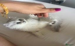 Persian cats for sale: Miss Kitty Persian cat - Image 2