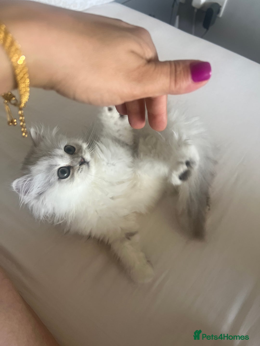 Persian cats for sale: Miss Kitty Persian cat - Image 2