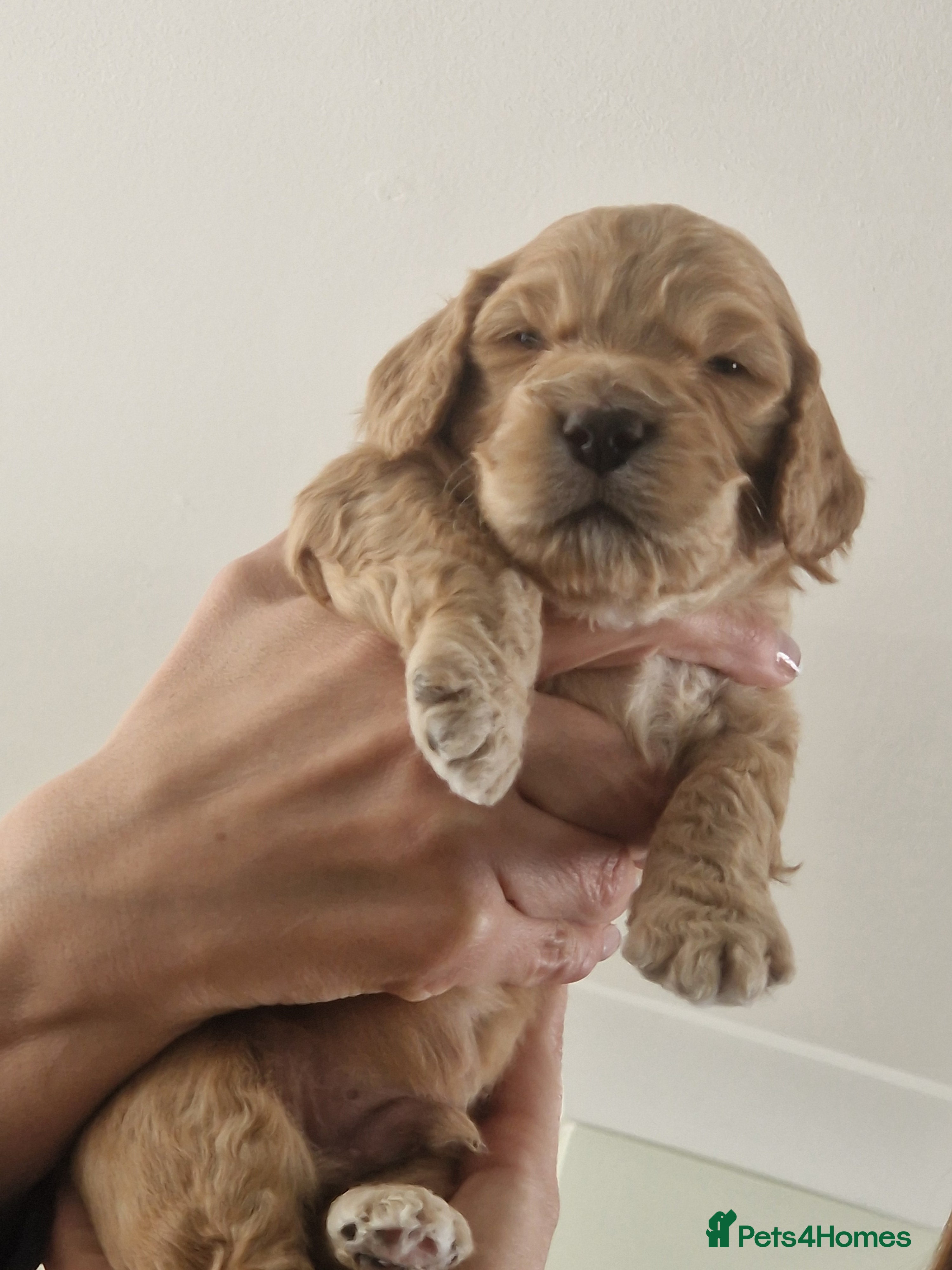 Cockapoo dogs for sale: Last beautiful boy left Gorgeous Golden Cockerpoo - Advert 37