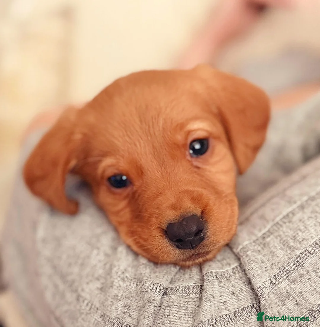 Cockerdor dogs for sale: Beautiful cockerdor puppy needs his forever home!  in Gillingham - Advert 3