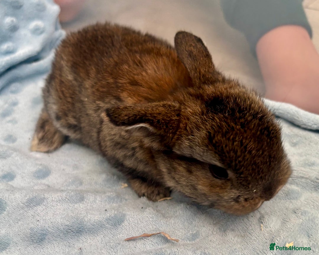Mini Lop rabbits for sale: Beautiful Mini Lop Baby Bunnies 🐰 - Advert 13