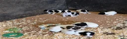 English Springer Spaniel dogs for sale: Springer Spaniels - Advert 2