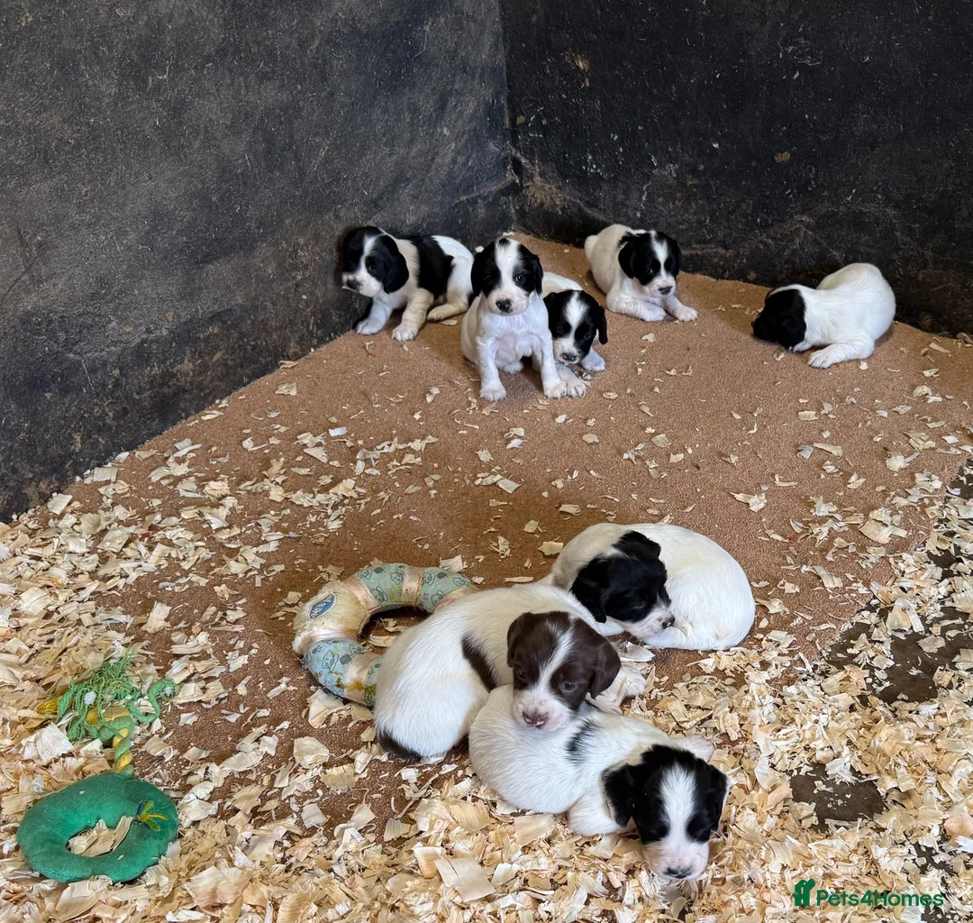 English Springer Spaniel dogs for sale: Springer Spaniels - Advert 2