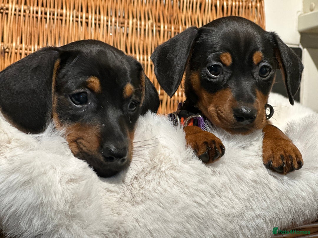 Mixed Breed dogs for sale: Stunning daxijacks ready now  - Image 6