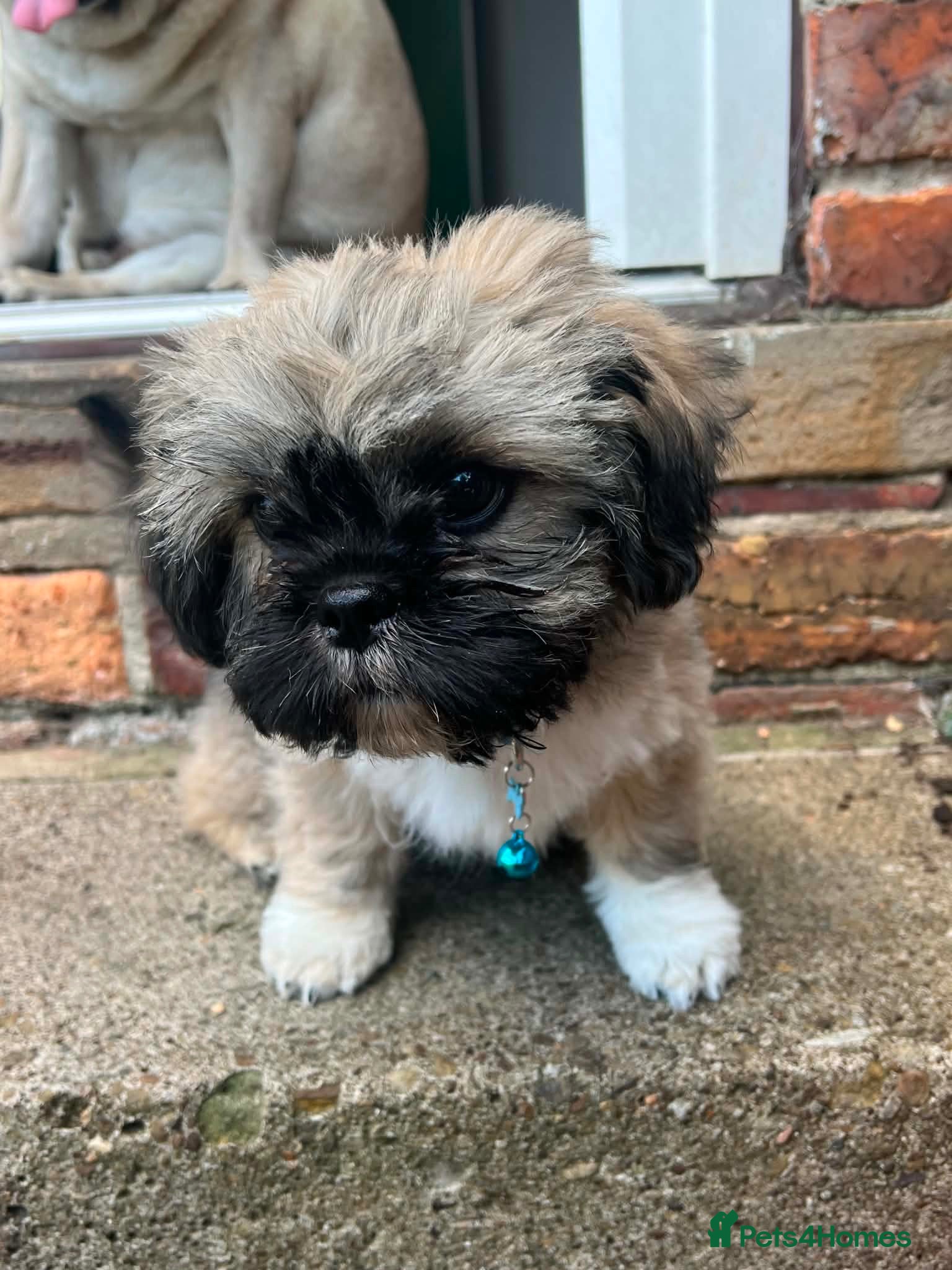 Shih Tzu dogs 12 week old Male shihtzu puppy - Advert 18