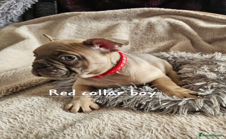 French Bulldog dogs - Advert 1
