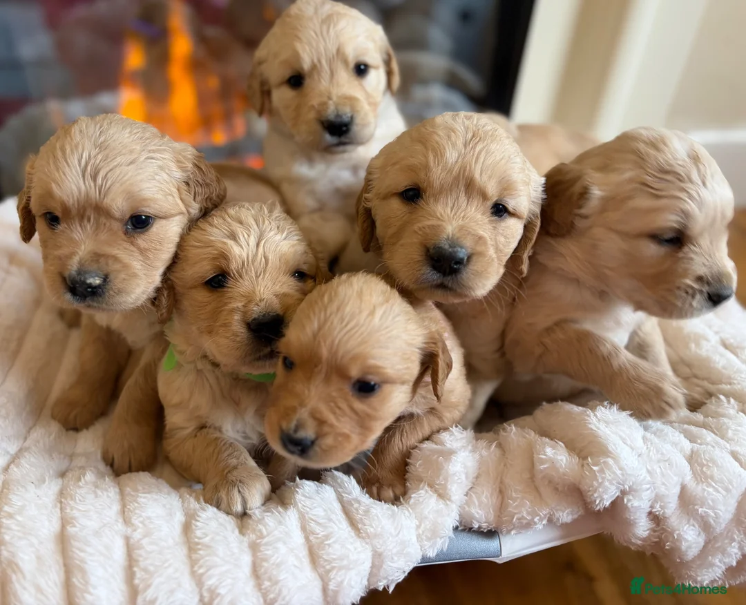 Golden Retriever dogs for sale: Golden retriever puppies  - Advert 14