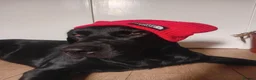 Labrador Retriever dogs for sale: Rhys. in Edinburgh - Advert 4