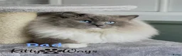Ragdoll cats for sale: 🐾🩵*TICA REG* LYNX TABBY EU RAGDOLL KITTENS🩵🐾 - Advert 9