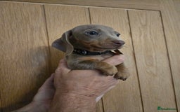 Miniature Dachshund dogs for sale: REDUCED !! Miniature dachshund puppies kc reg   - Image 23