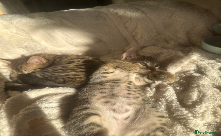 Bengal cats - Advert 8