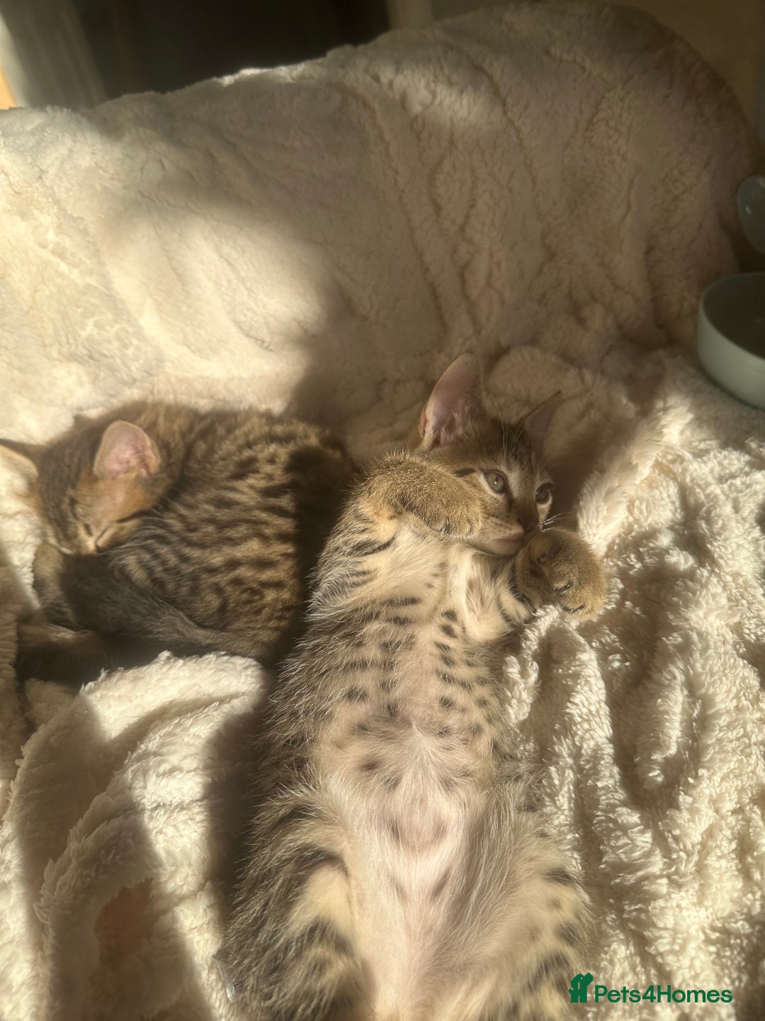 Bengal cats for sale: 2 sibling bengal kittens for sale - Image 1