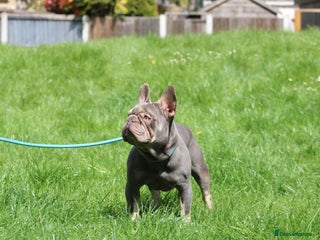 French Bulldog dogs in Basildon - Advert 13