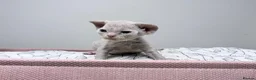 Devon Rex cats for sale: Beautiful blue boy and lilac girl!!!!! - Advert 18