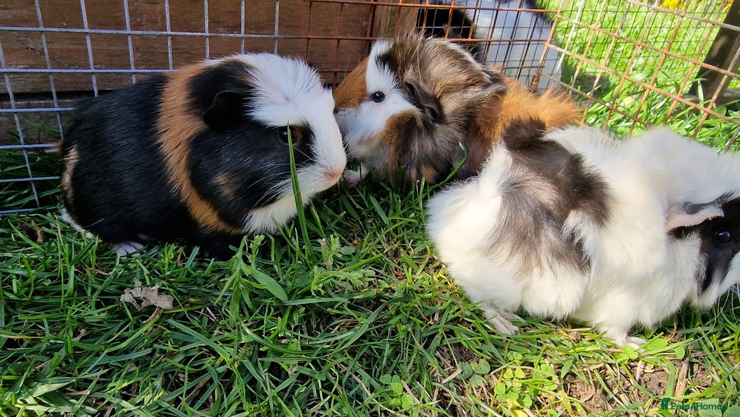 Guinea Pig rodents for sale: Male Guinea pigs, Ip3 - Image 6