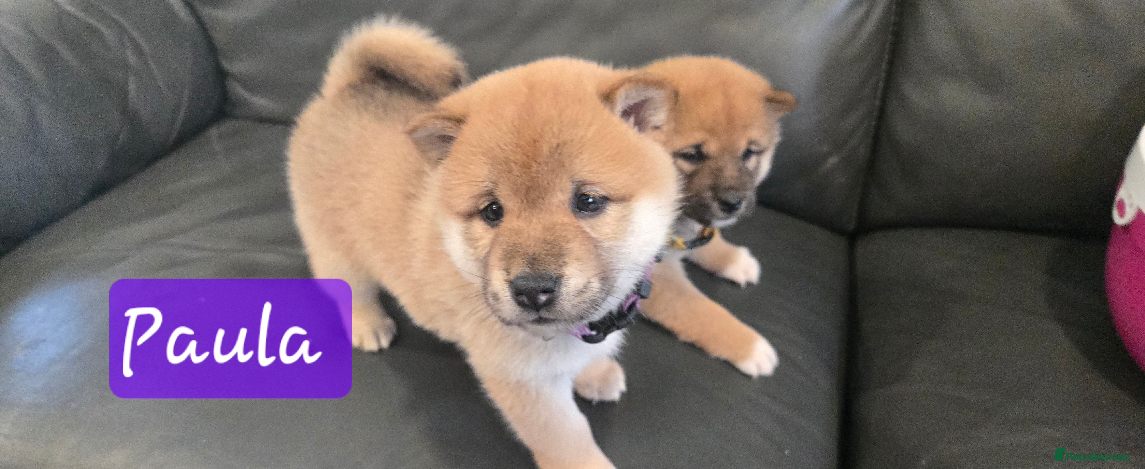 Japanese Shiba Inu dogs Stunning little Shibas - Advert 15