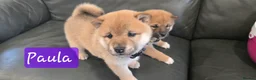 Japanese Shiba Inu dogs for sale: Stunning little Shibas - Advert 14