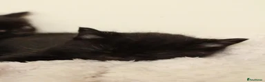 4th fluffy