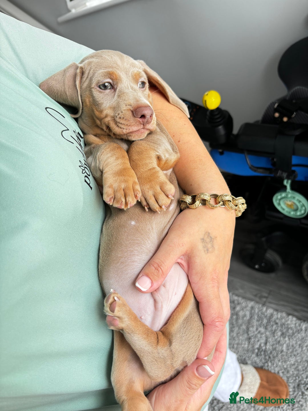 Miniature Dachshund dogs for stud: KC registered Isabelle & Tan  in Pontefract - Advert 10