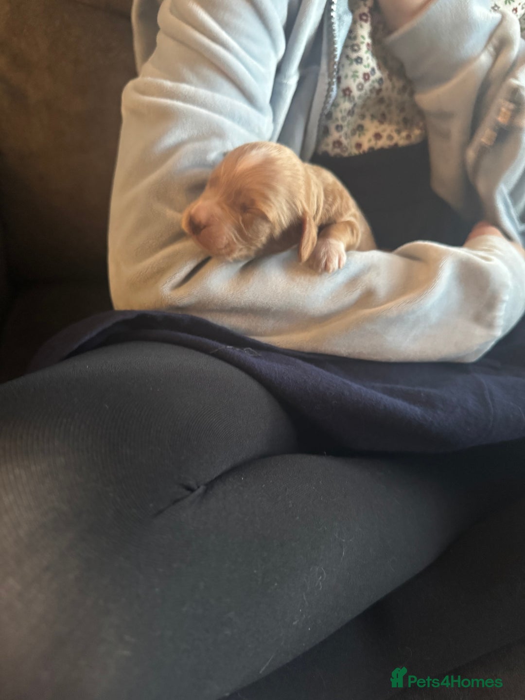 Cockapoo dogs for sale: Beautiful F1b cockapoos  - Advert 12