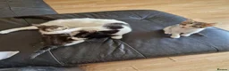 Mixed Breed cats for sale: Kittens for sale  in South Croydon - Advert 21