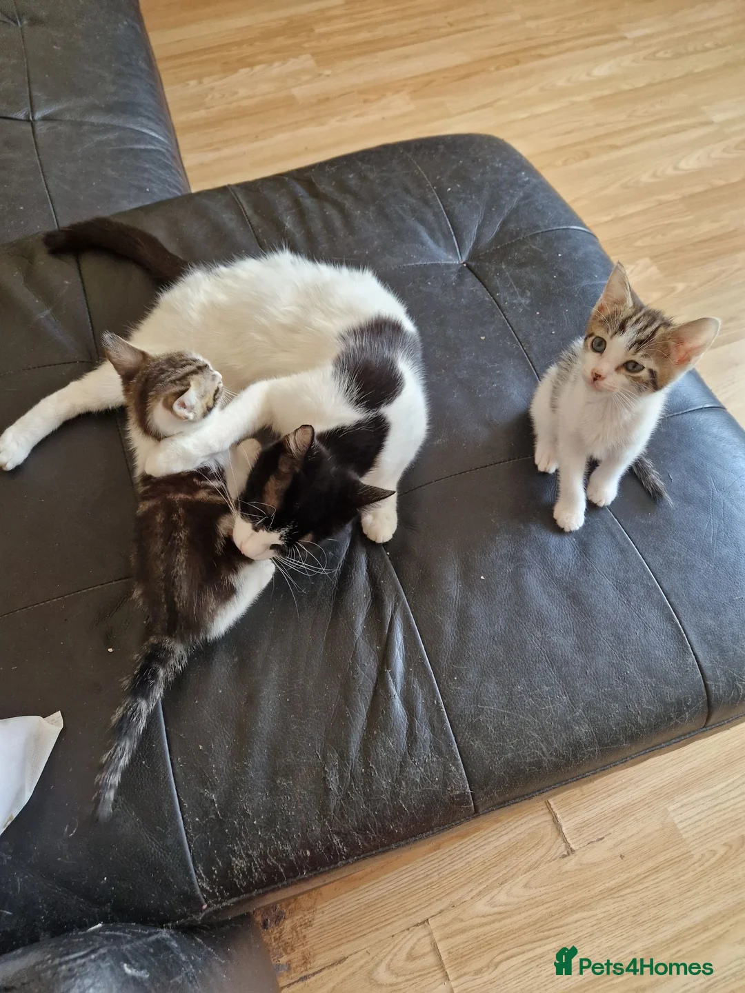 Mixed Breed cats for sale: Kittens for sale  in South Croydon - Advert 21