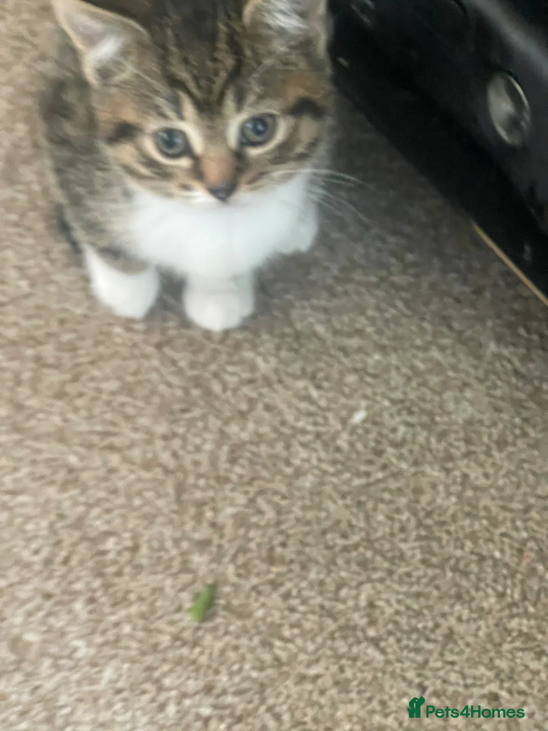Mixed Breed cats for sale: Kittens for sale in Tewkesbury - Advert 2