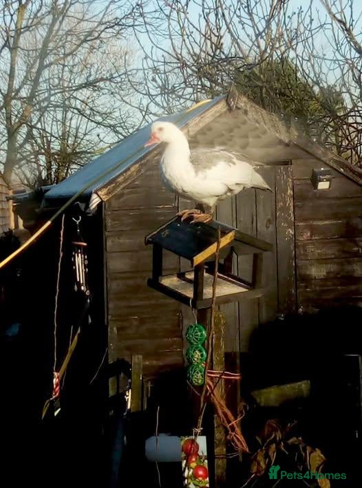 Ducks poultry Purebred Muscovy females - Advert 2