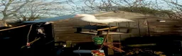 Ducks poultry for sale: Purebred Muscovy females - Advert 1