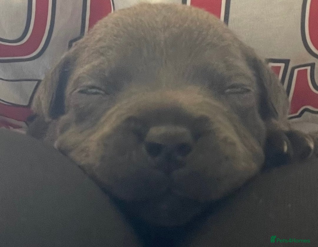 Staffordshire Bull Terrier dogs for sale: Litter of blue Staffordshire bull terriers  - Image 20