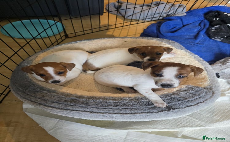 Jack Russell dogs - Advert 14
