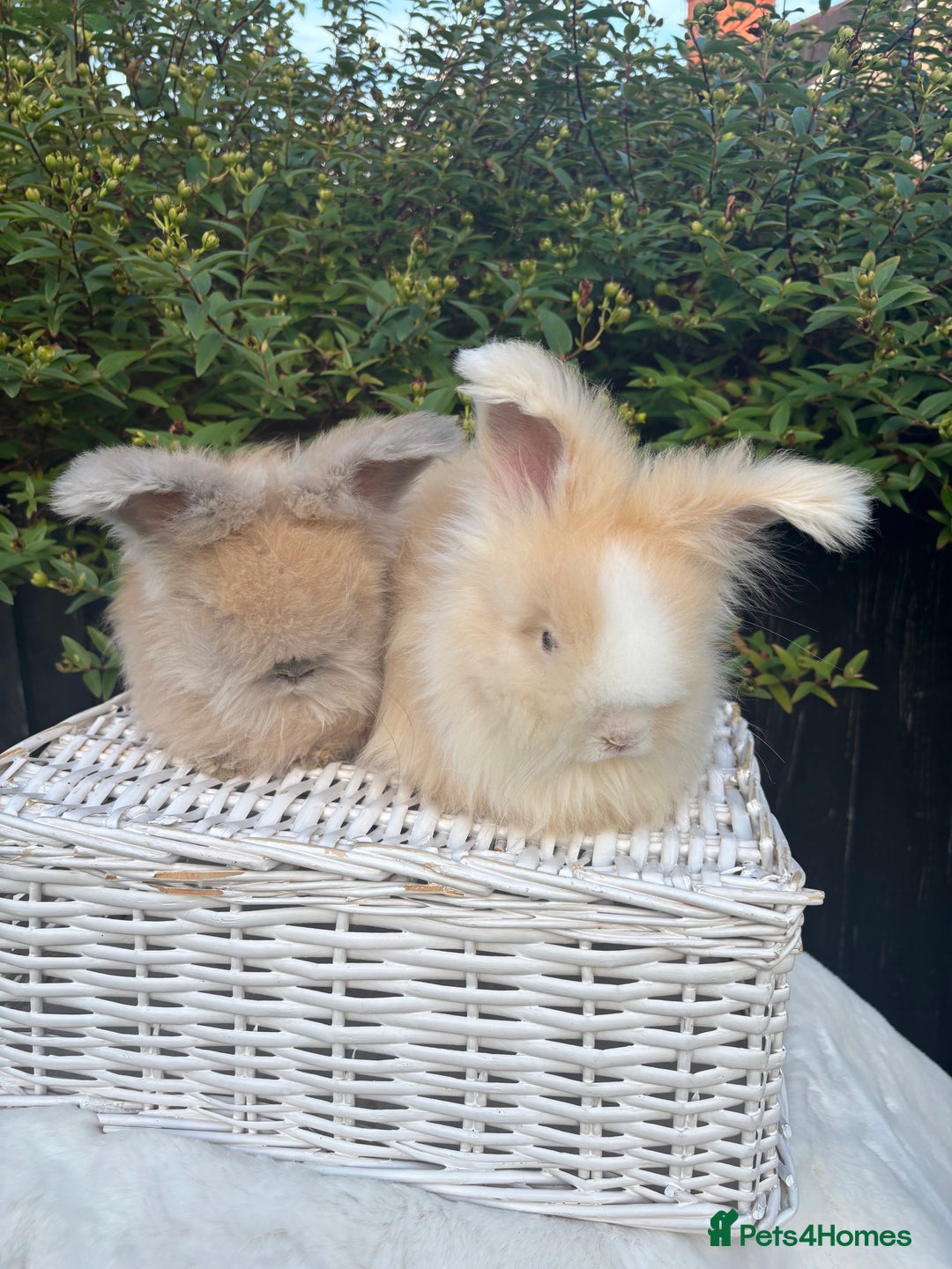 Angora rabbits for sale: Harlequin and blue (grey ) angoras  - Image 8