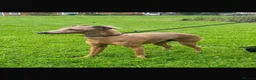 Italian Greyhound dogs for sale: KC registered Beautiful pups - Advert 12