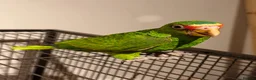 Parrots birds for sale: Baby White Fronted Amazon Parrot Hand Reared - Advert 4
