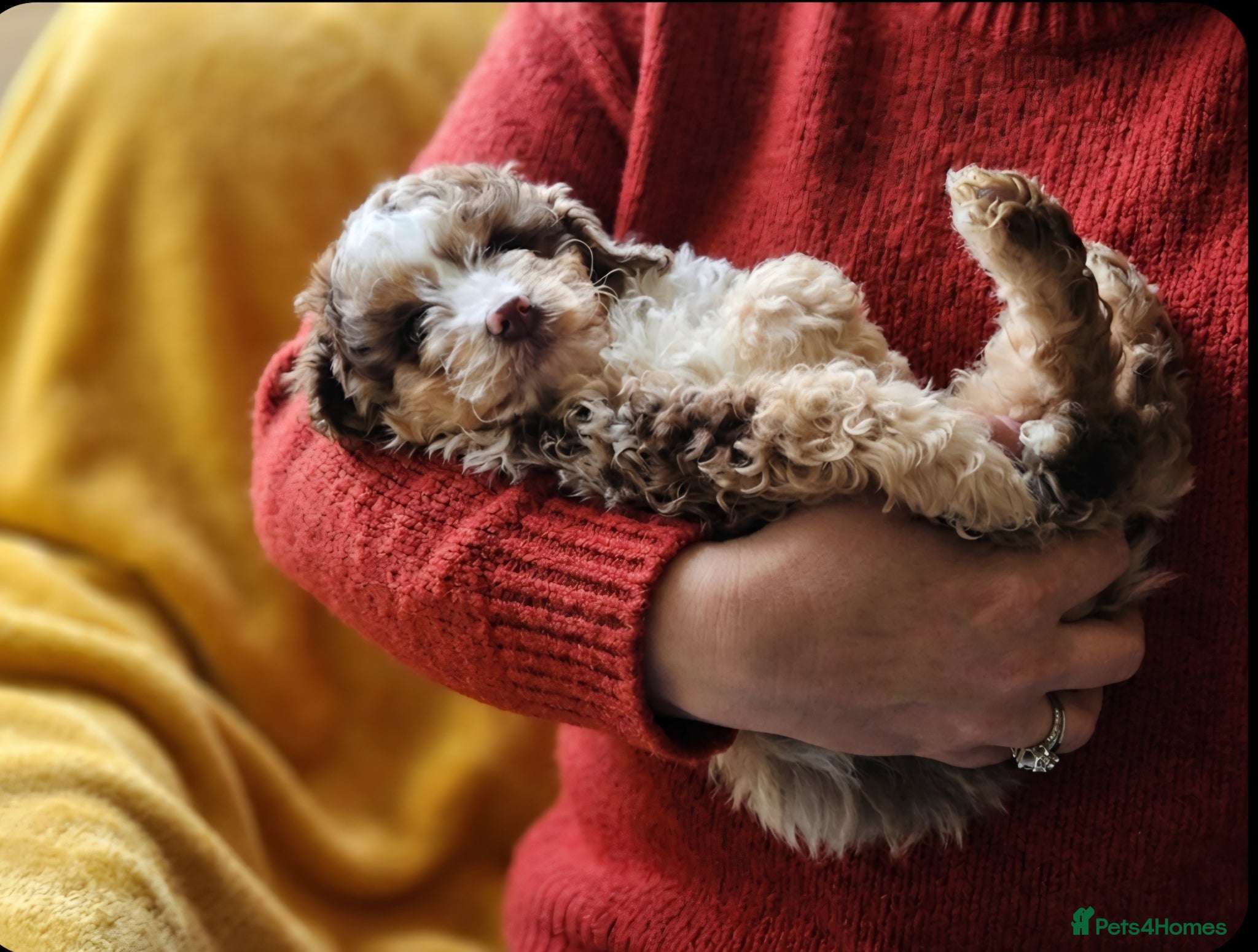 Cockapoo dogs ❤️ cockapoo puppies 8 WEEKS OLD & READY NOW 🐶 - Advert 1
