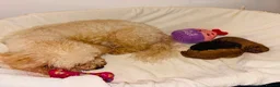 Cockapoo dogs for sale: COCKAPOO PUPPIES LOOKING FOR A HOME  - Advert 22