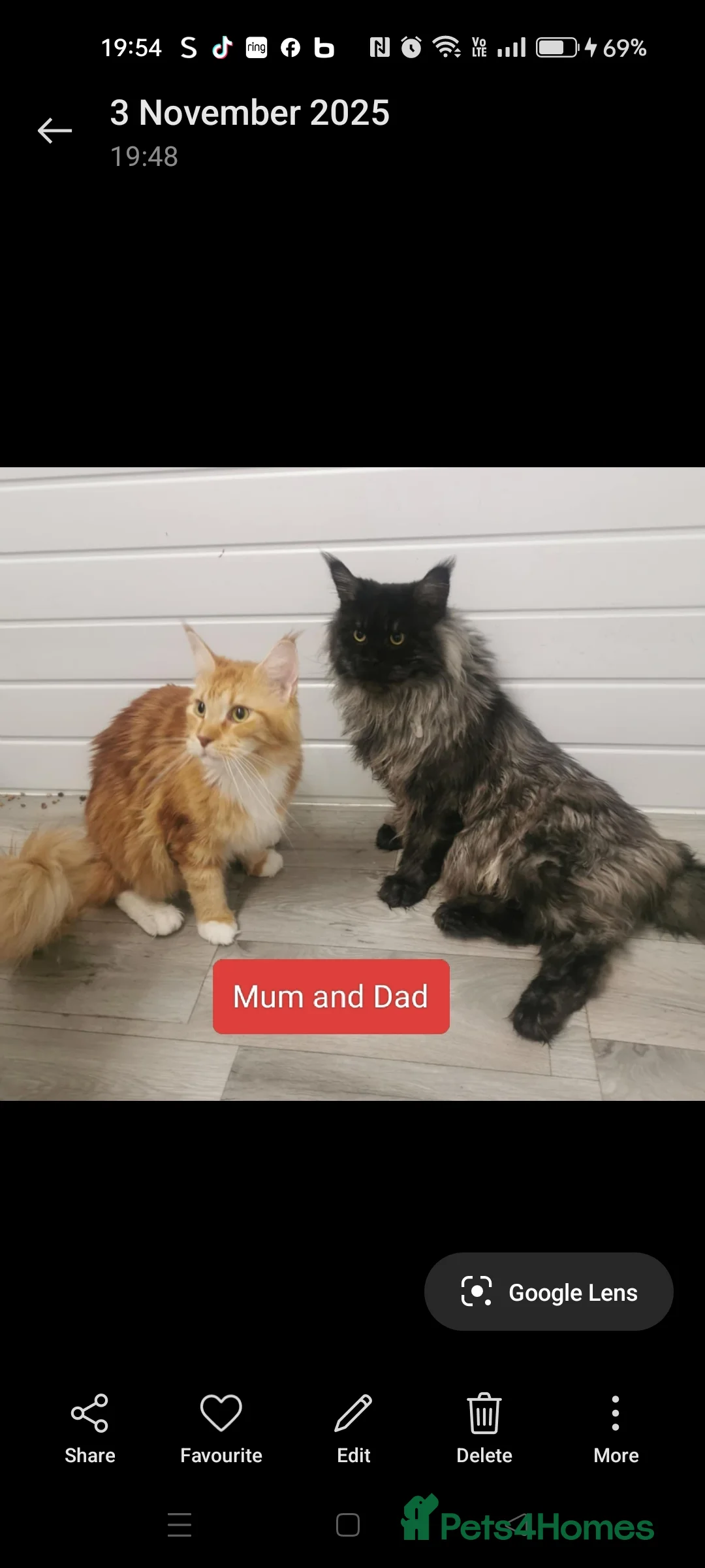 Maine Coon cats for sale: 😻😻😻Adorable fluffy Maine Coon kittens 😻😻😻 - Advert 3