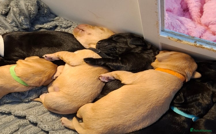 Labrador Retriever dogs - Advert 2