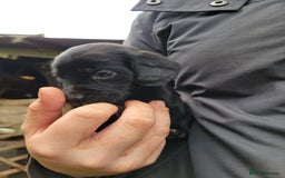 Mixed Breed dogs for sale: Labrador x sprocker - Advert 2