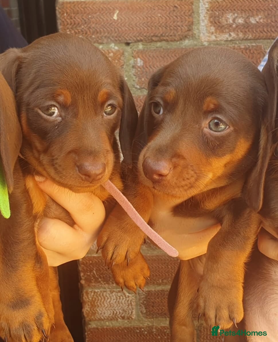 Dachshund dogs Stunning chunky Dachsund Puppies  - Advert 2