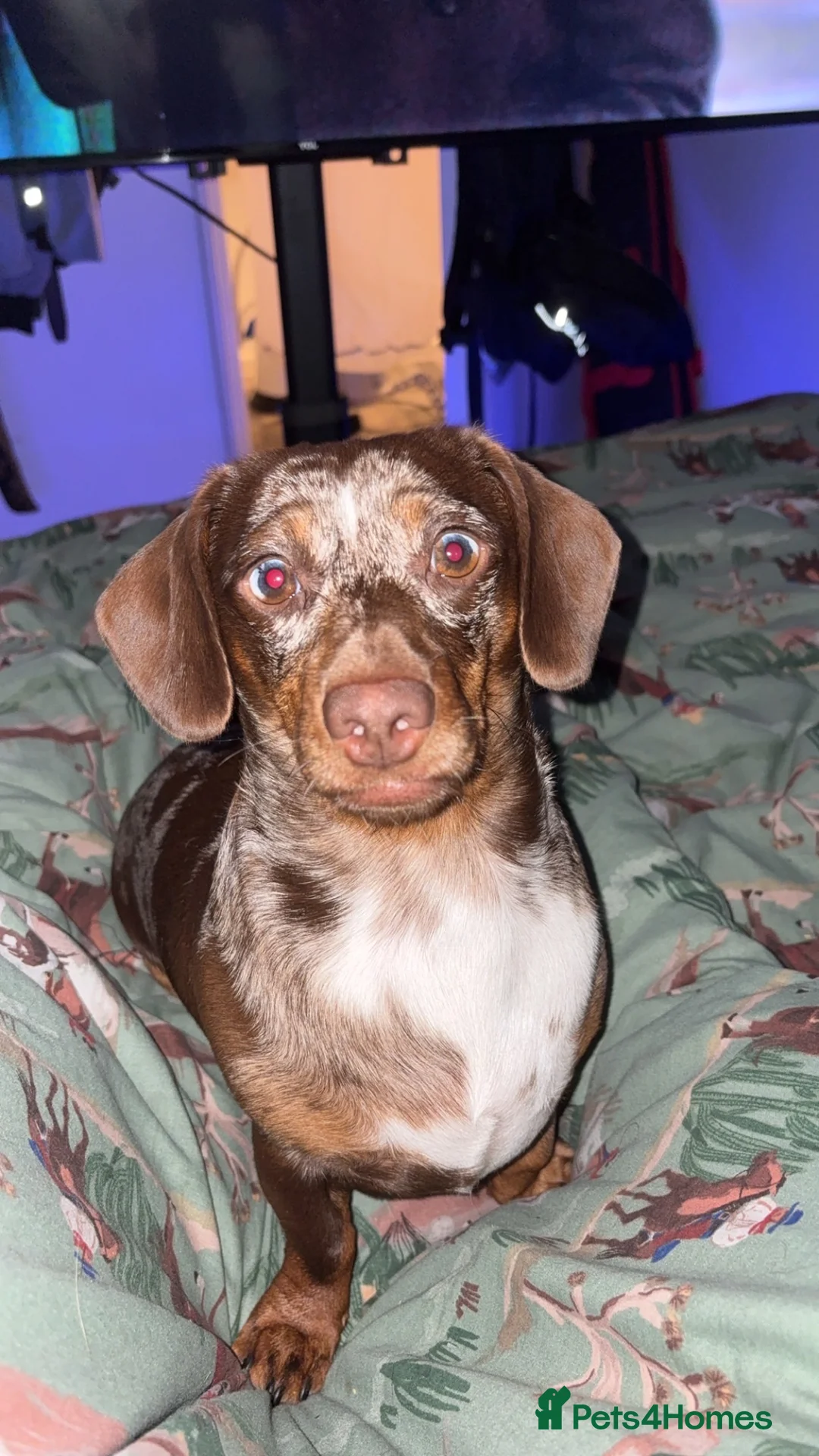 Dachshund dogs for stud: Male dachshund for stud never had a little   - Advert 1