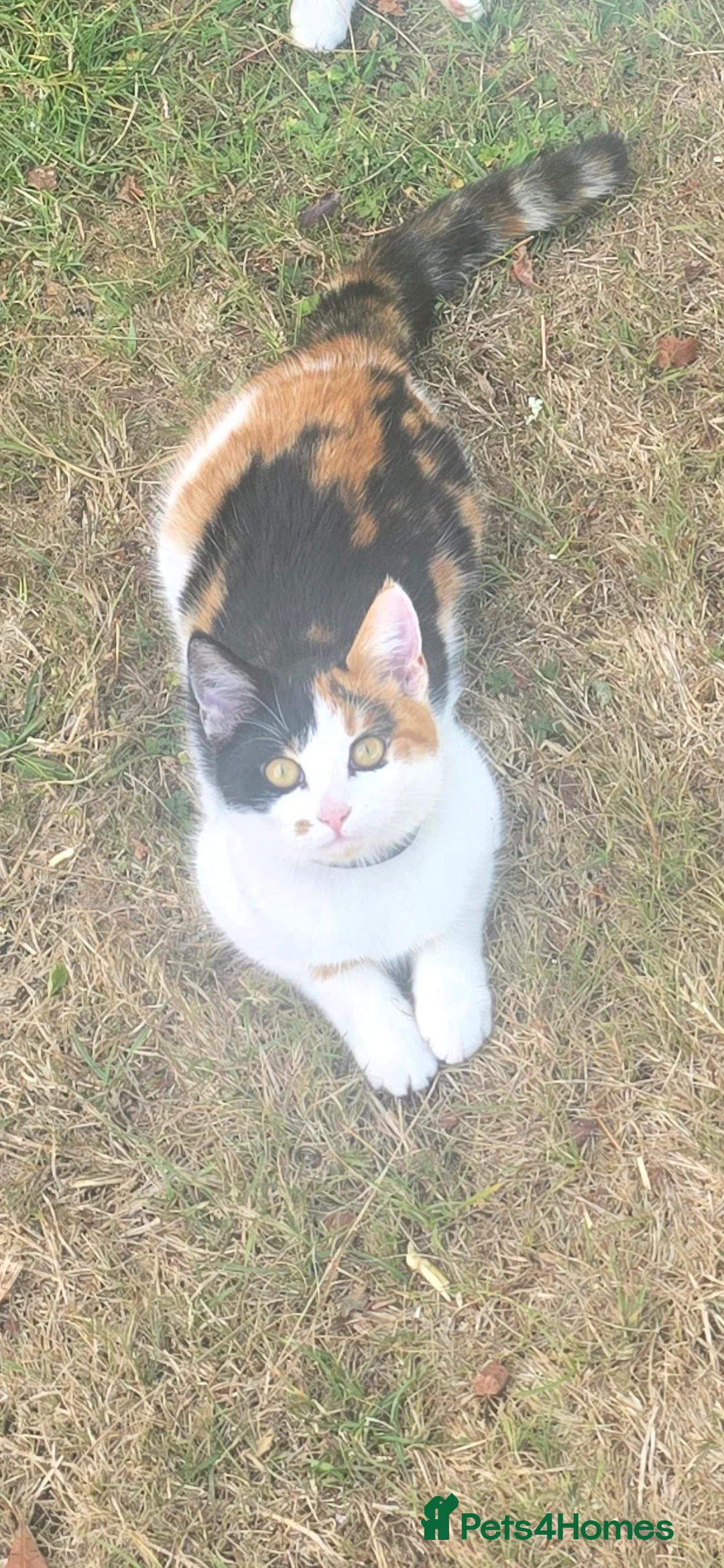 Mixed Breed cats for sale: 1 beautiful girl tortioshell/callico, 1 boy ginger in Gosport - Advert 2