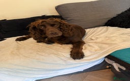 Cocker Spaniel dogs for sale: Female cocker spaniel - Image 3