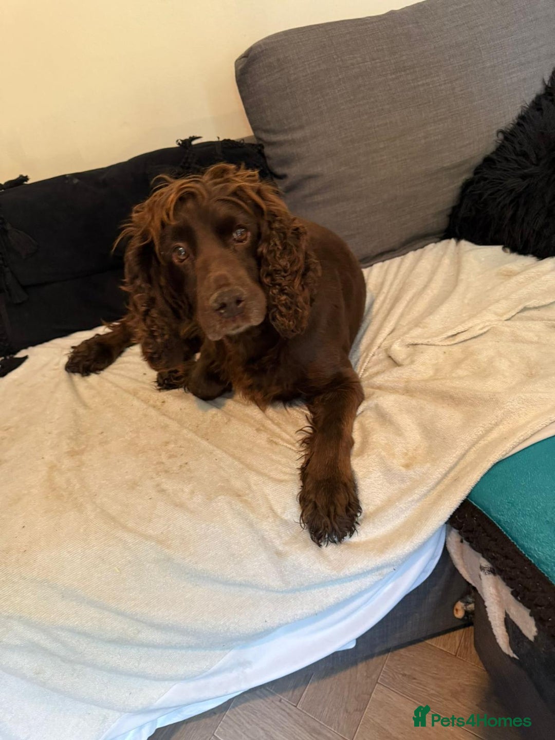 Cocker Spaniel dogs for sale: Female cocker spaniel - Image 3