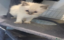 Ragdoll cats for sale: Stunning blue and lilac ragdoll kittens - Image 12