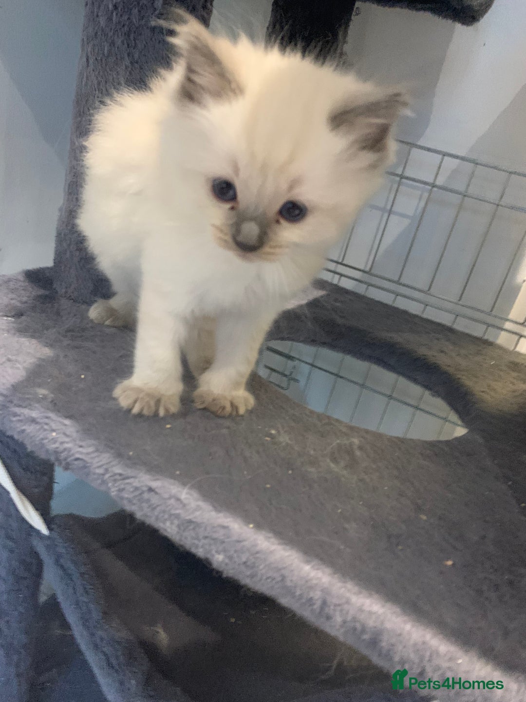 Ragdoll cats for sale: Stunning blue and lilac ragdoll kittens - Image 12