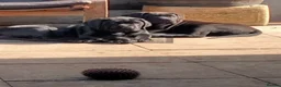 Cane Corso dogs for sale: Cane Corso puppies ready to leave now - Advert 32